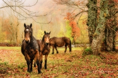 Caballosenlasmachorras__Lunada_20141130